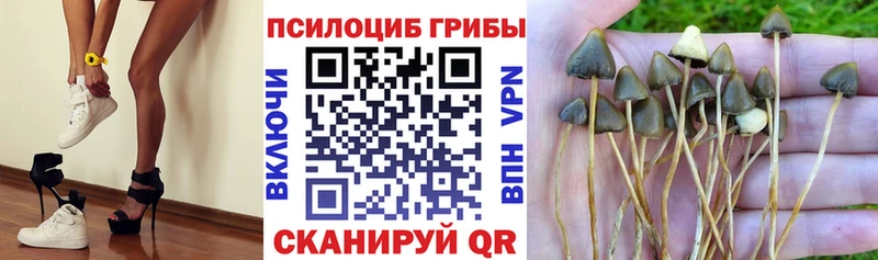 блэк спрут Верея Галлюциногенные грибы Psilocybe купить наркотик